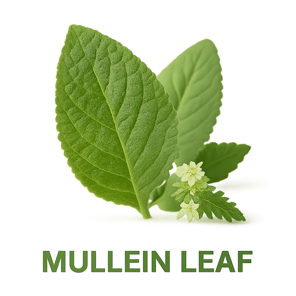 Mullein Leaf